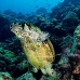 turtle_green_jg_v_0705_png0866.jpg